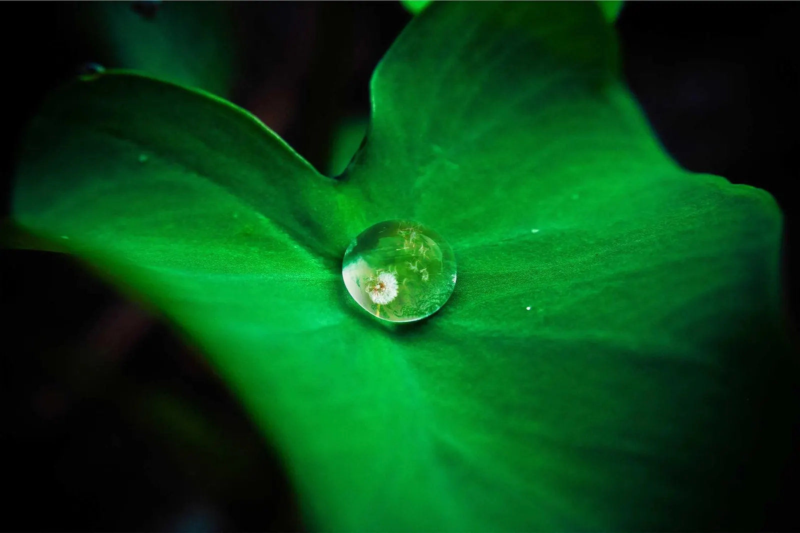 Gota de água sobre uma folha verde intensa